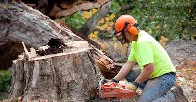 stump removal in Rockford