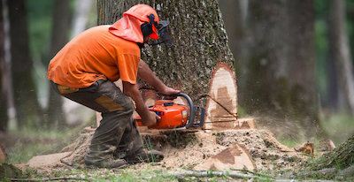 tree removal in Rockford